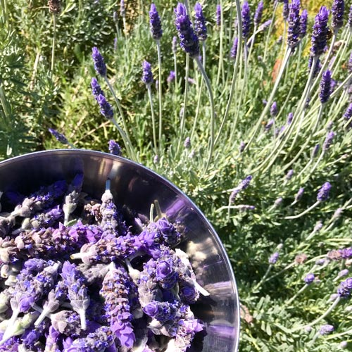 lavender-flowers-organic-mimi-handmade-australia