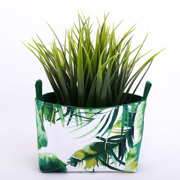 parlor palm tree Parlor Palm main image 0